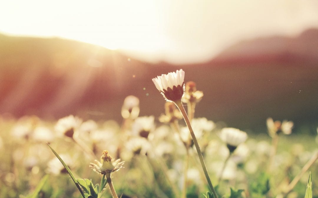 image of field outdoors representing calm feelings